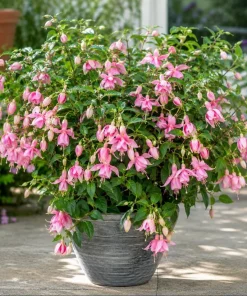Pink Hardy Fuchsia Live Plant – 4-6 inch Tall, 6 inch Pot – Outdoor Flower - Image 7
