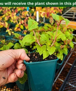 Pink Hardy Fuchsia Plant - Live Flowering Tree, 4-6 inch Tall, 6 Inch Pot, Outdoor - Image 2