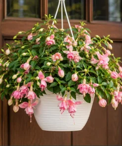 Pink Hardy Fuchsia Plant - Live Flowering Tree, 4-6 inch Tall, 6 Inch Pot, Outdoor - Image 4
