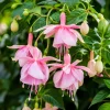 Pink Hardy Fuchsia Plant - Live Flowering Tree, 4-6 inch Tall, 6 Inch Pot, Outdoor - Image 1