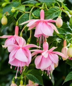 Pink Hardy Fuchsia Plant - Live Flowering Tree, 4-6 inch Tall, 6 Inch Pot, Outdoor - Image 1