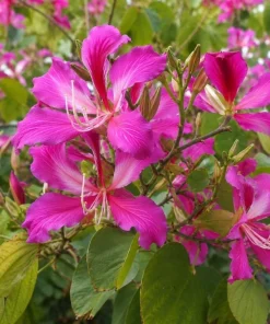 Pink Hong Kong Orchid Live Plant - Tropical Flowering Tree - 4-6 Inch Tall - Image 2