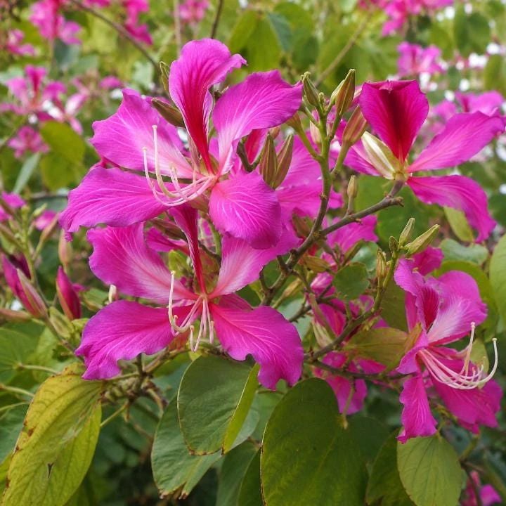Pink Hong Kong Orchid Live Plant - Tropical Flowering Tree - 4-6 Inch Tall - Image 2