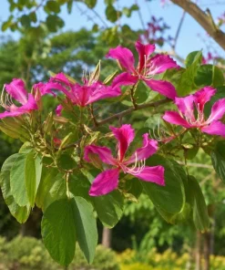Pink Hong Kong Orchid Live Plant - Tropical Flowering Tree - 4-6 Inch Tall - Image 3