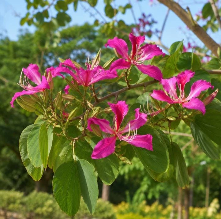 Pink Hong Kong Orchid Live Plant - Tropical Flowering Tree - 4-6 Inch Tall - Image 3