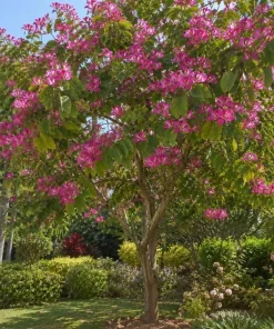 Pink Hong Kong Orchid Live Plant - Tropical Flowering Tree - 4-6 Inch Tall - Image 4