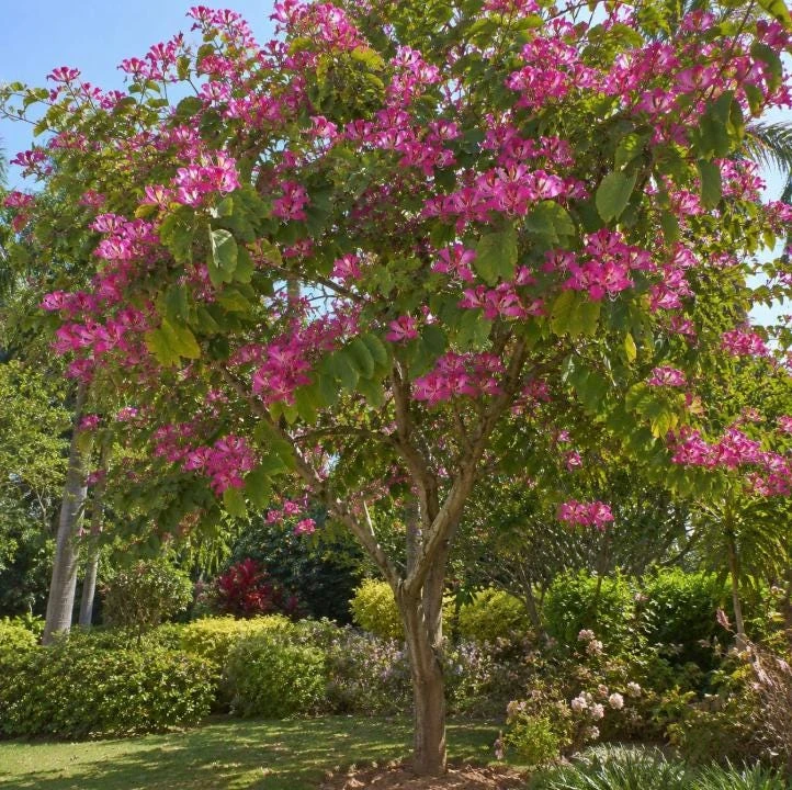 Pink Hong Kong Orchid Live Plant - Tropical Flowering Tree - 4-6 Inch Tall - Image 4