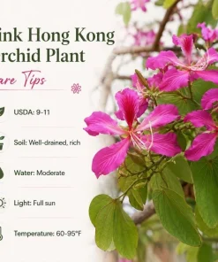 Pink Hong Kong Orchid Live Plant - Tropical Flowering Tree - 4-6 Inch Tall - Image 5