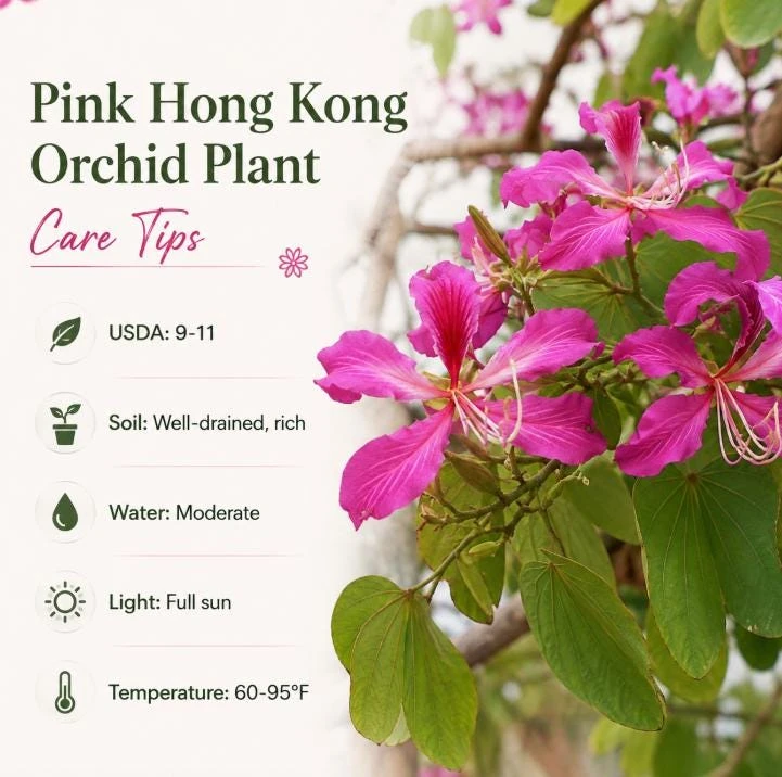 Pink Hong Kong Orchid Live Plant - Tropical Flowering Tree - 4-6 Inch Tall - Image 5