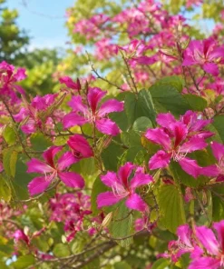 Pink Hong Kong Orchid Live Plant - Tropical Flowering Tree - 4-6 Inch Tall - Image 6