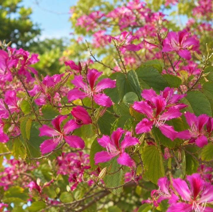 Pink Hong Kong Orchid Live Plant - Tropical Flowering Tree - 4-6 Inch Tall - Image 6