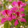 Pink Hong Kong Orchid Live Plant - Tropical Flowering Tree - 4-6 Inch Tall - Image 1