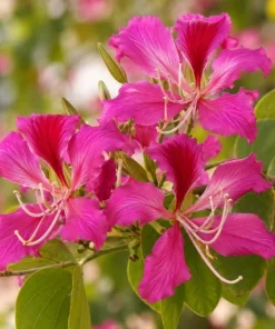 Pink Hong Kong Orchid Live Plant - Tropical Flowering Tree - 4-6 Inch Tall - Image 1