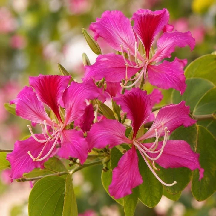 Pink Hong Kong Orchid Live Plant - Tropical Flowering Tree - 4-6 Inch Tall - Image 1