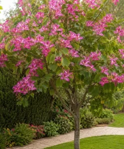 Pink Hong Kong Orchid Live Plant - Tropical Flowering Tree - 4-6 Inch Tall - Image 7