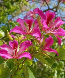 Pink Hong Kong Orchid Live Plant - Tropical Flowering Tree - 4-6 Inch Tall - Image 8