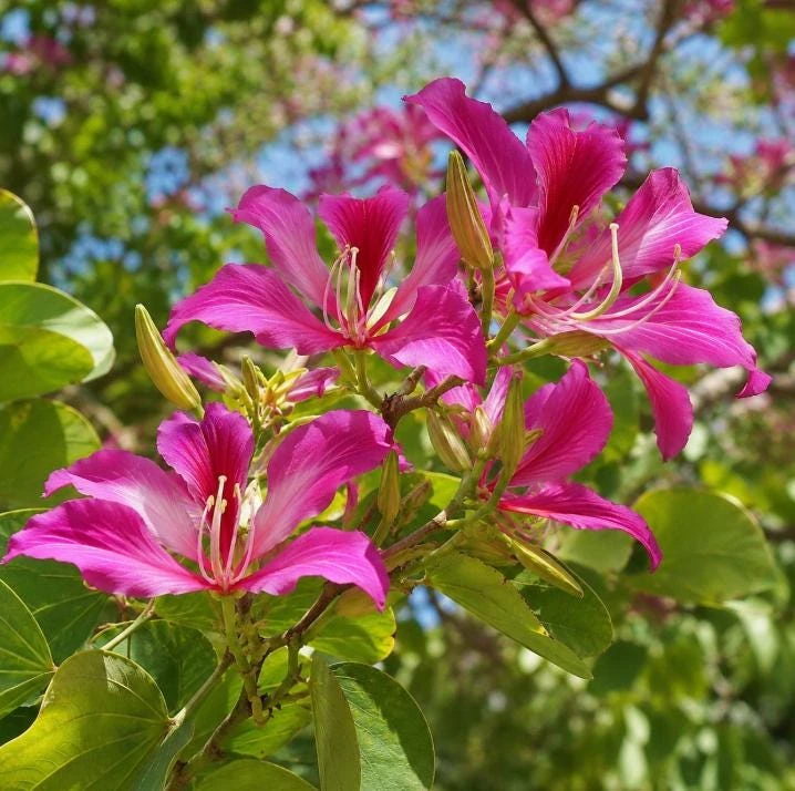 Pink Hong Kong Orchid Live Plant - Tropical Flowering Tree - 4-6 Inch Tall - Image 8