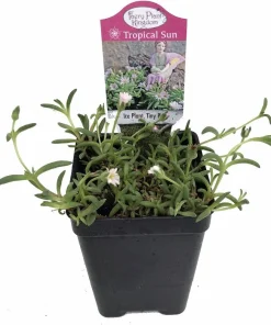 Pink Ice Plant Delosperma Beaufort West Live Plant – 2.5" Pot – Sun Perennial - Image 2