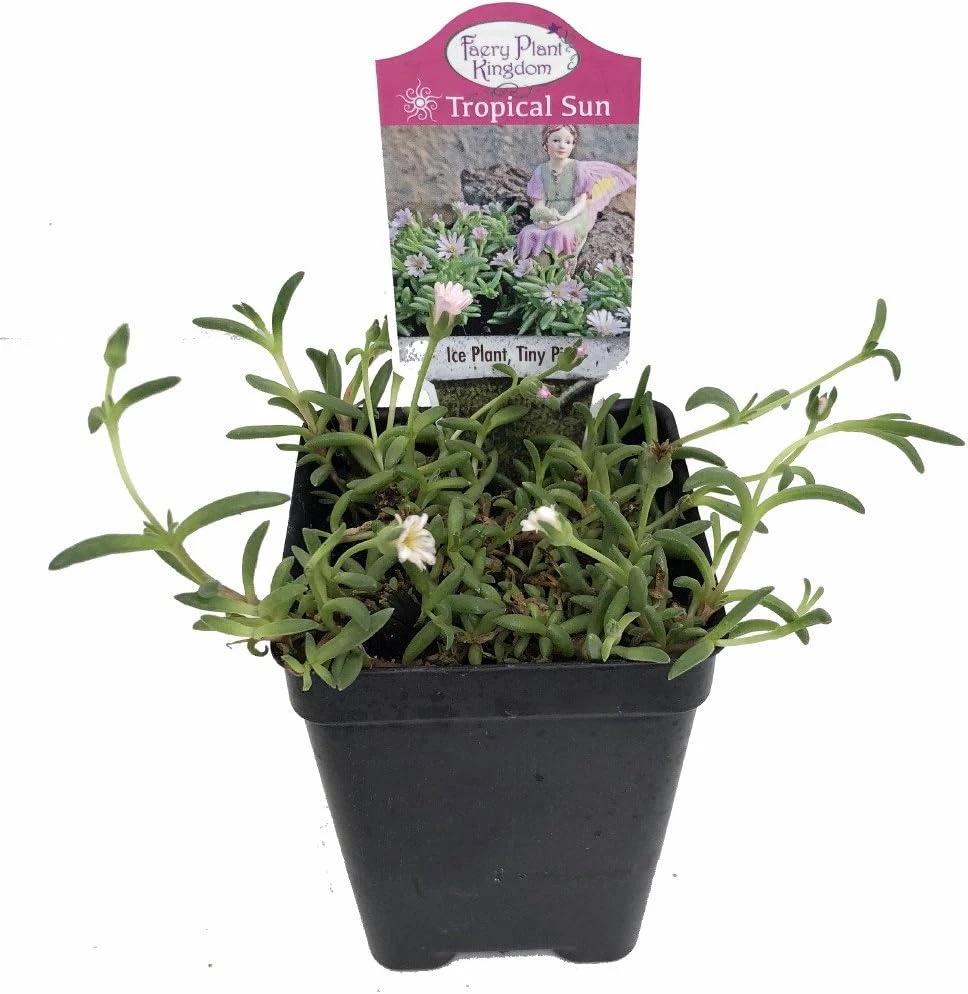 Pink Ice Plant Delosperma Beaufort West Live Plant – 2.5" Pot – Sun Perennial - Image 2