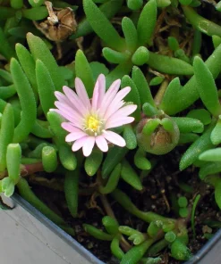 Pink Ice Plant Delosperma Beaufort West Live Plant – 2.5
