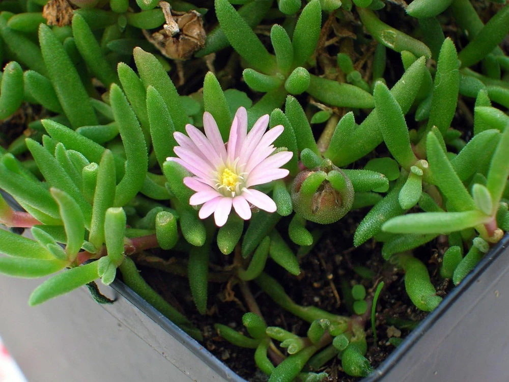 Pink Ice Plant Delosperma Beaufort West Live Plant – 2.5" Pot – Sun Perennial - Image 3