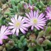 Pink Ice Plant Delosperma Beaufort West Live Plant – 2.5" Pot – Sun Perennial - Image 1