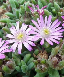 Pink Ice Plant Delosperma Beaufort West Live Plant – 2.5