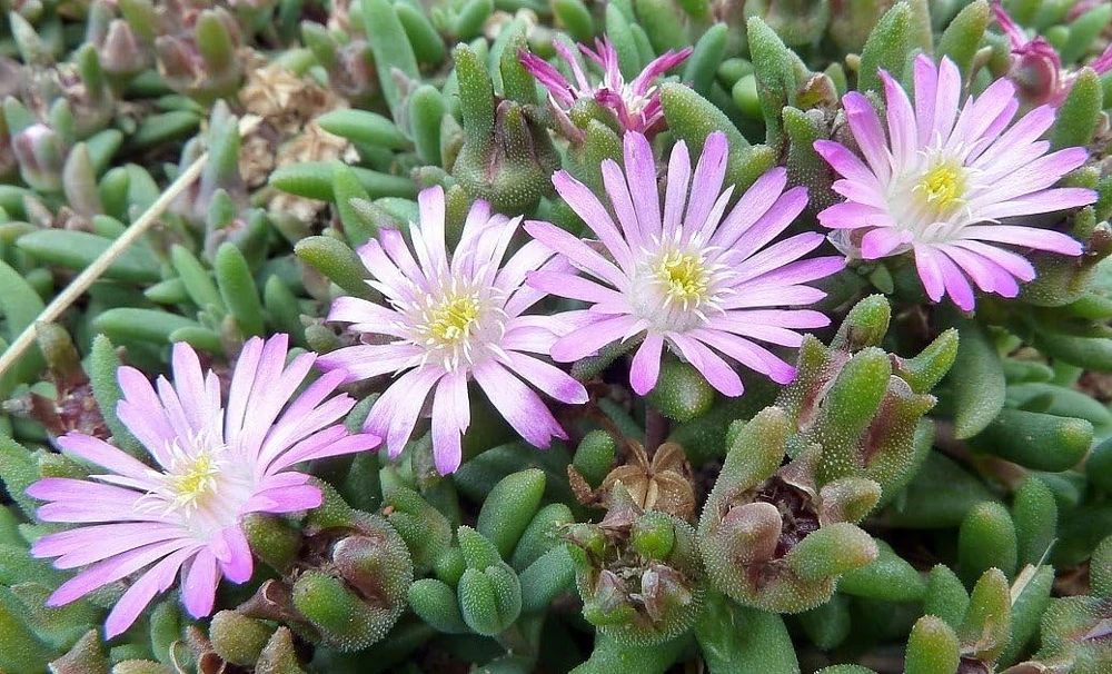 Pink Ice Plant Delosperma Beaufort West Live Plant – 2.5" Pot – Sun Perennial - Image 1
