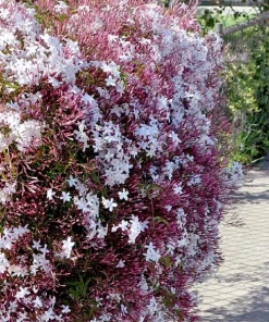 Pink Jasmine Live Plant – Fragrant Vine – 4” Pot – 10-12” Tall - Image 2