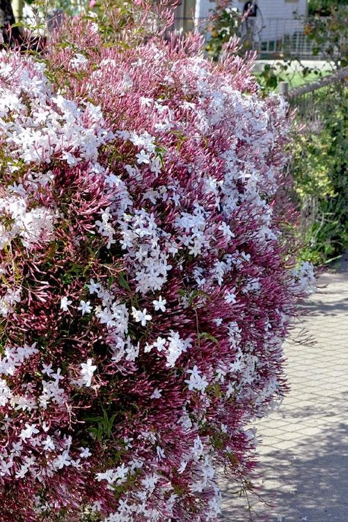 Pink Jasmine Live Plant – Fragrant Vine – 4” Pot – 10-12” Tall - Image 2