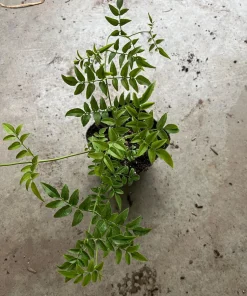Pink Jasmine Live Plant – Fragrant Vine – 4” Pot – 10-12” Tall - Image 3