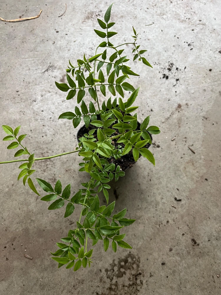 Pink Jasmine Live Plant – Fragrant Vine – 4” Pot – 10-12” Tall - Image 3