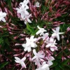 Pink Jasmine Live Plant – Fragrant Vine – 4” Pot – 10-12” Tall - Image 1