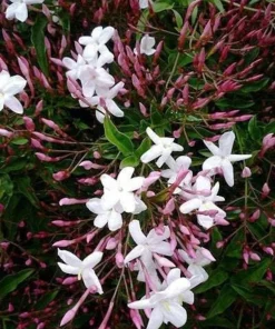 Pink Jasmine Live Plant – Fragrant Vine – 4” Pot – 10-12” Tall - Image 1