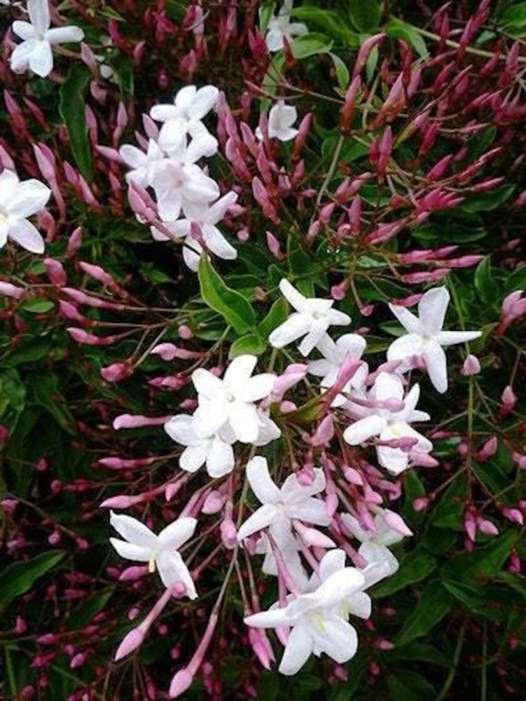 Pink Jasmine Live Plant – Fragrant Vine – 4” Pot – 10-12” Tall - Image 1