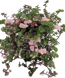 Pink Lady Bolivian Jewel Callisia Repens Live Plant - 4