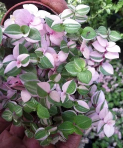 Pink Lady Bolivian Jewel Callisia Repens Live Plant - 4