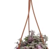 Pink Lady Bolivian Jewel Callisia Repens Live Plant - 4" Mini Hanging Basket - Indoor - Image 1