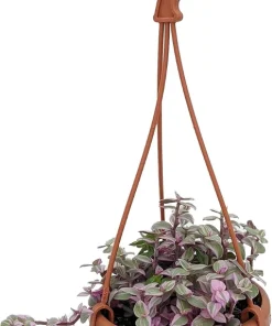 Pink Lady Bolivian Jewel Callisia Repens Live Plant - 4