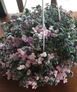 Pink Lady Bolivian Jewel Callisia Repens Live Plant - 4