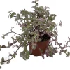 Pink Lady Callisia Repens Live Plant – Turtle Vine – 2.5 inch Pot – Indoor - Image 1