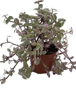 Pink Lady Callisia Repens Live Plant – Turtle Vine – 2.5 inch Pot – Indoor - Image 1
