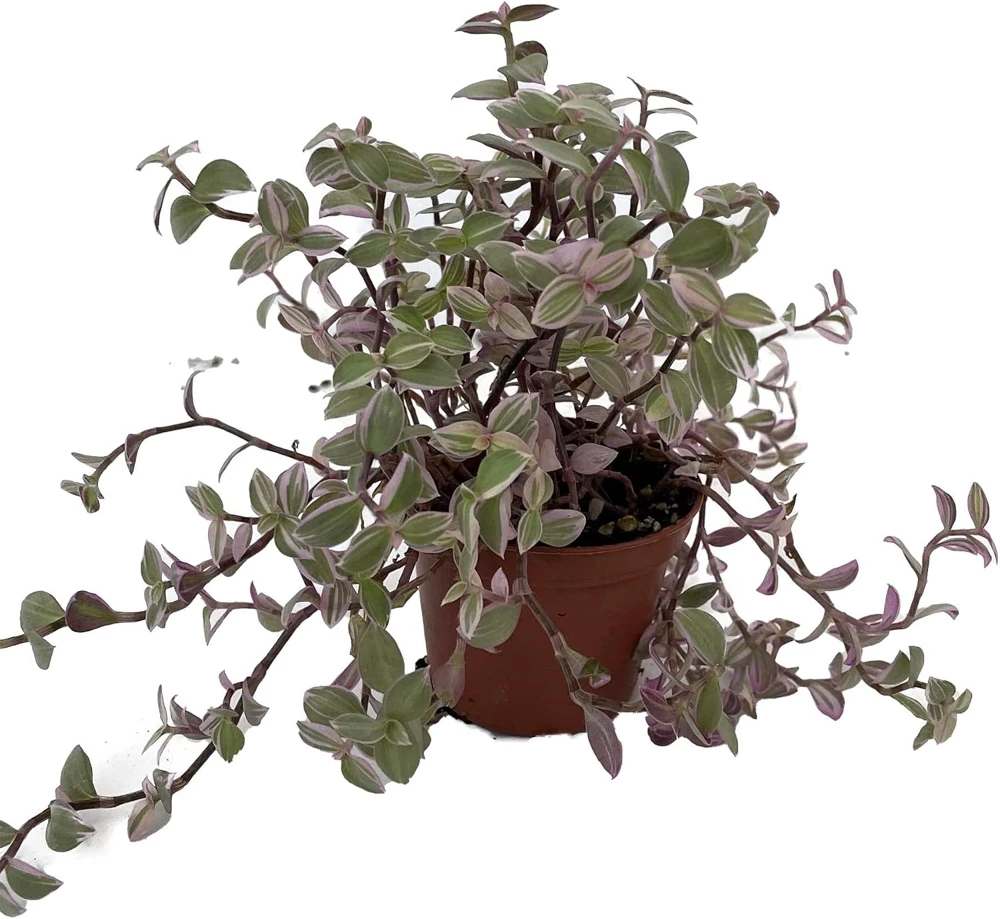 Pink Lady Callisia Repens Live Plant – Turtle Vine – 2.5 inch Pot – Indoor - Image 1