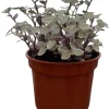 Pink Lady Turtle Vine Live Plant – Callisia Repens – 4 inch Pot – Indoor Houseplant - Image 1