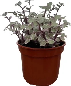 Pink Lady Turtle Vine Live Plant – Callisia Repens – 4 inch Pot – Indoor Houseplant - Image 1