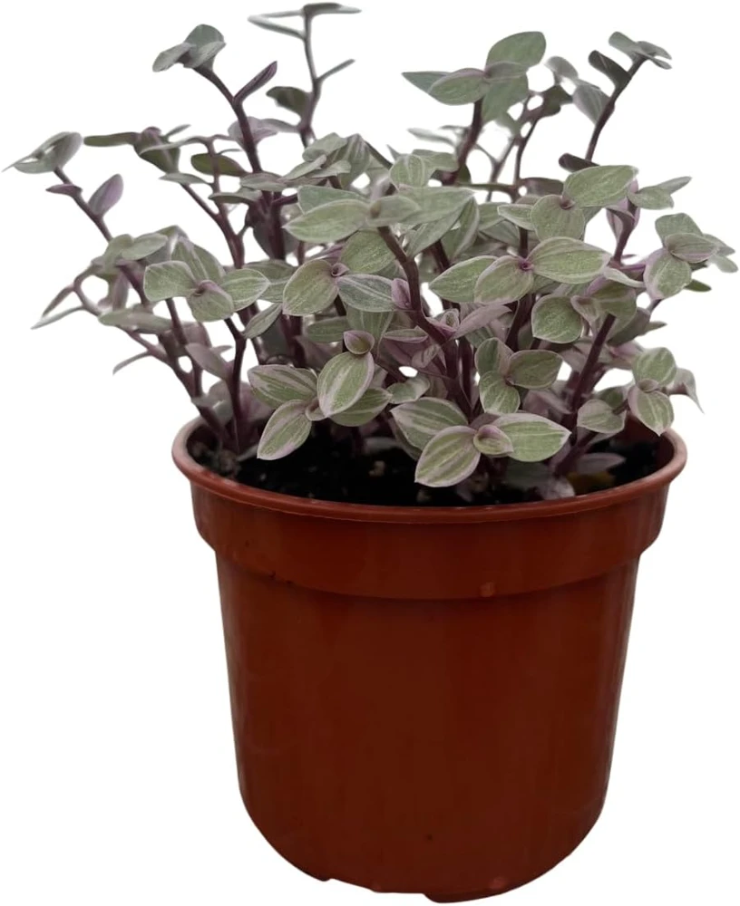 Pink Lady Turtle Vine Live Plant – Callisia Repens – 4 inch Pot – Indoor Houseplant - Image 1