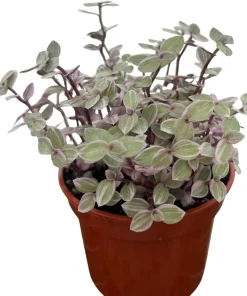 Pink Lady Turtle Vine Live Plant – Callisia Repens – 4 inch Pot – Indoor Houseplant - Image 2