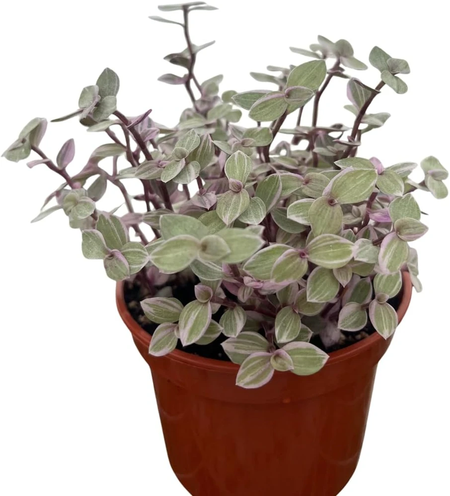Pink Lady Turtle Vine Live Plant – Callisia Repens – 4 inch Pot – Indoor Houseplant - Image 2