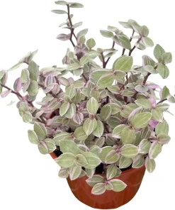 Pink Lady Turtle Vine Live Plant – Callisia Repens – 4 inch Pot – Indoor Houseplant - Image 3