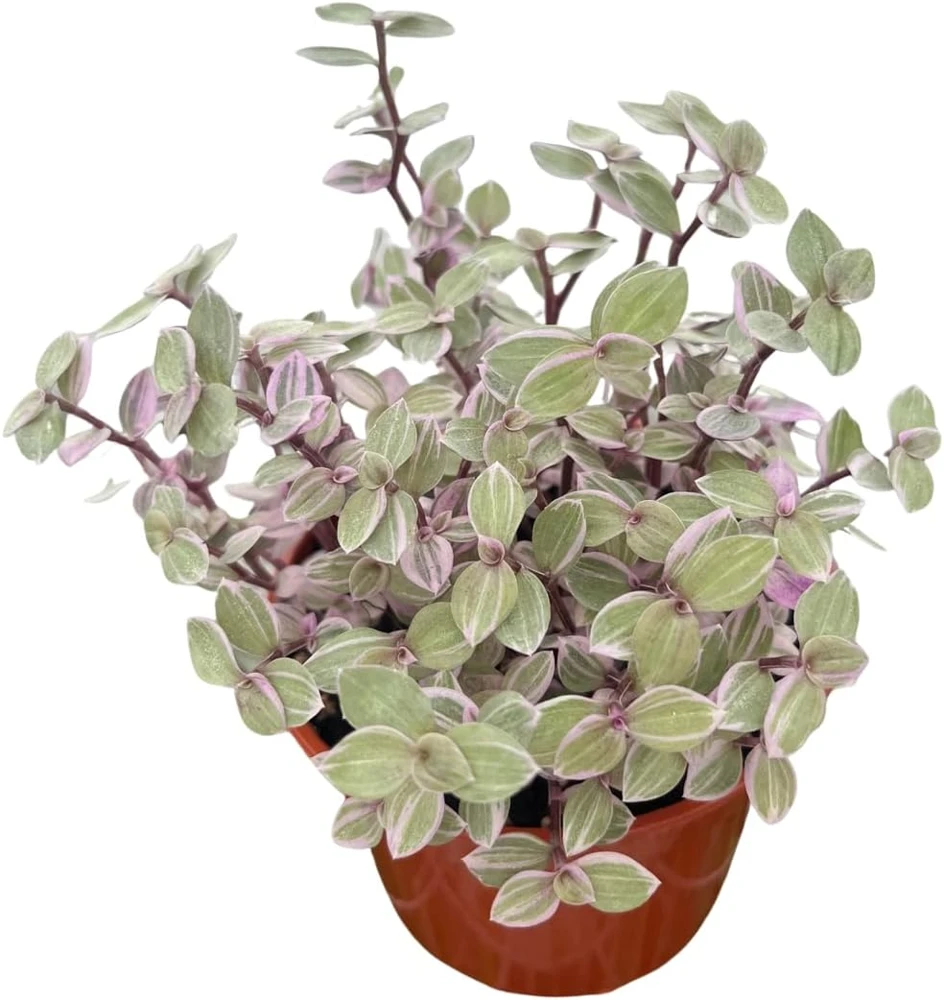 Pink Lady Turtle Vine Live Plant – Callisia Repens – 4 inch Pot – Indoor Houseplant - Image 3